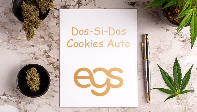 Гроурепорт сорта Dos-Si-Dos Cookies Autoflower от Easy Grow Seeds