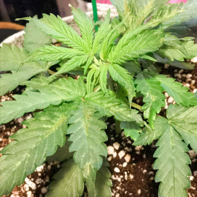 Состав раствора для полива и топпинг конопли Растишка Gorilla 4 Autoflower на стадии вегетации