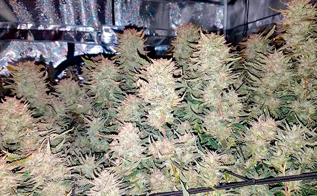 Растение Gelato Auto на 14 неделе выращивания подготовка к харвесту Gelato Auto