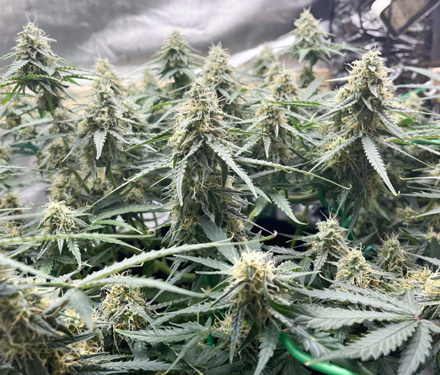 Уменьшение удобрений для Titan F1 Titan F1 Auto: коррекция ожогов