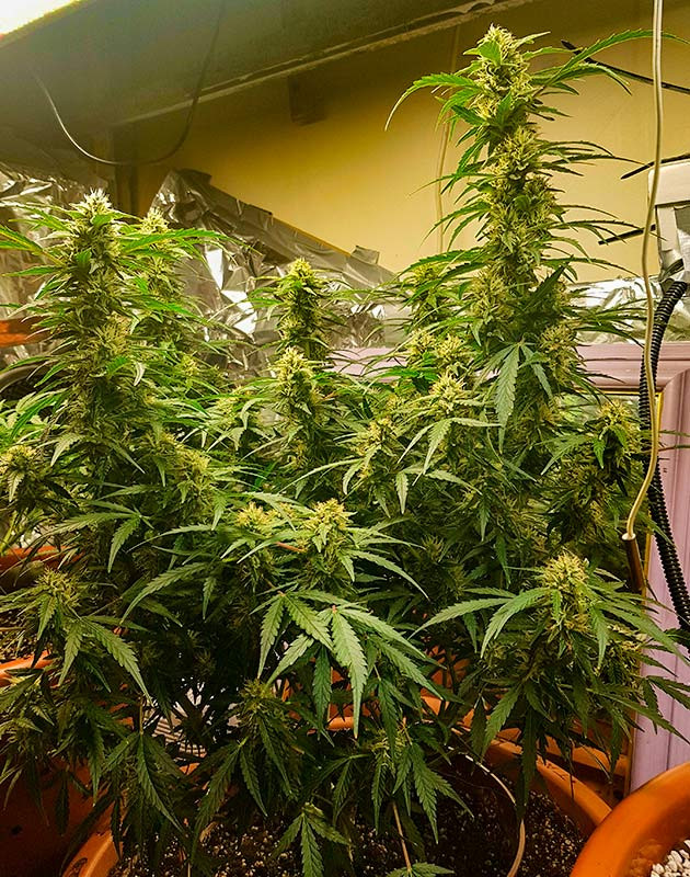 Цветение куста Zkittlez Auto Завершения цветения