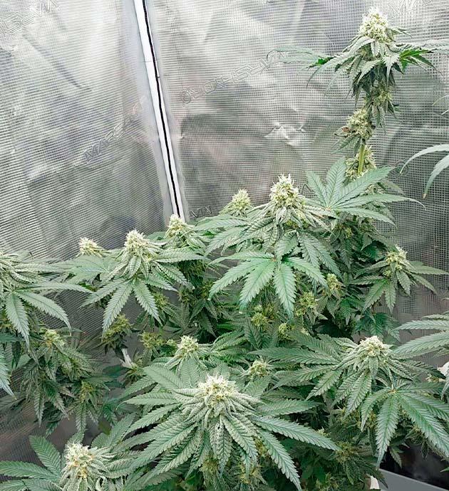 Куст Booberry Cookies RBX на 13 неделе развития