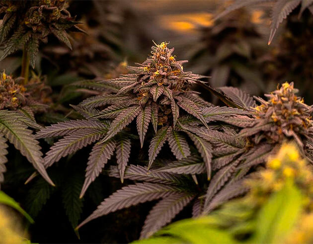 Подготовка к финальной оценке урожая Каннабис с выраженными темными оттенками и плотными соцветиями