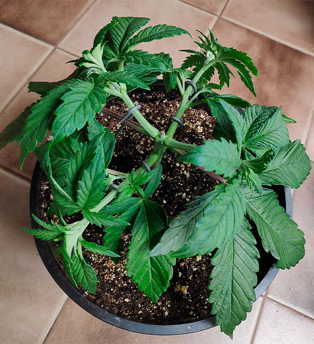 Растяжка ветвей методом LST