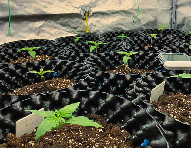 Auto Mokum’s Tulip: наблюдения в начале вегетации