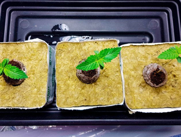 Растение Shiskaberry Выращивание сорта марихуаны Shiskaberry