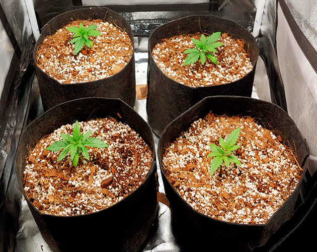 Формирование новых этажей листьев