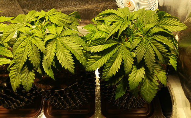 Применение фимминга на 4 неделе роста Обрезка верхушек кустов