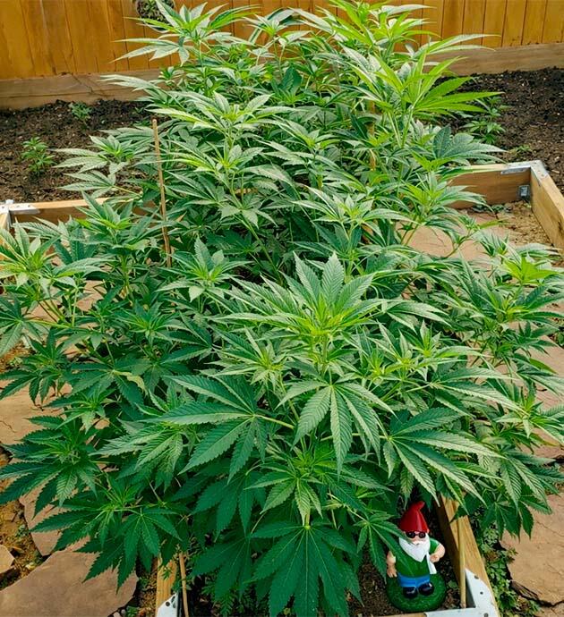 Капельная система полива в теплице Куст Gorilla Glue #4 высотой около 75 см