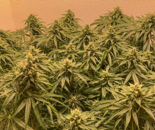 Корректировка удобрений и подвязка Blueberry Headband Blueberry Headband от Humboldt: подготовка к харвесту