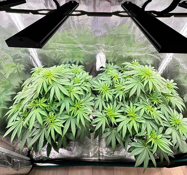Активный рост марихуаны Кусты Biscotti Mintz на 8 неделе выращивания