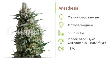 Anesthesia от Pyramid Seeds