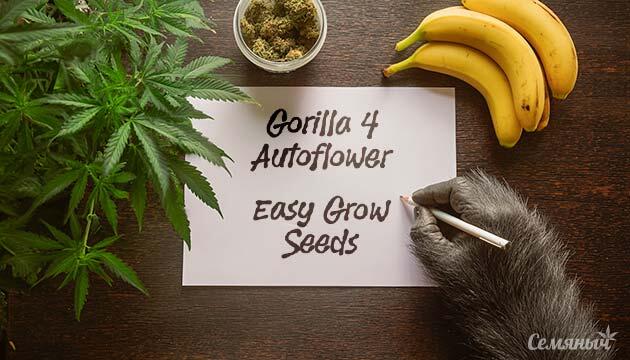 Гроурепорт сорта Gorilla 4 Autoflower от Easy Grow Seeds
