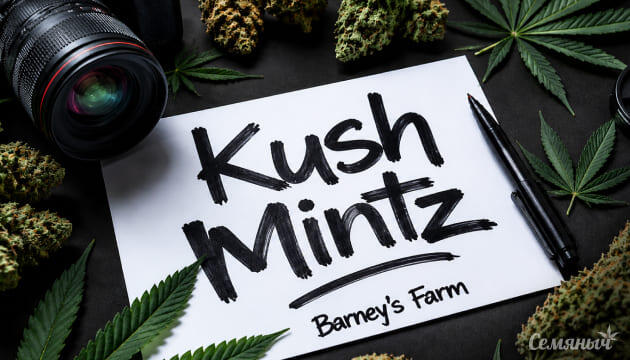 Гроурепорт сорта Kush Mintz от Barney's Farm