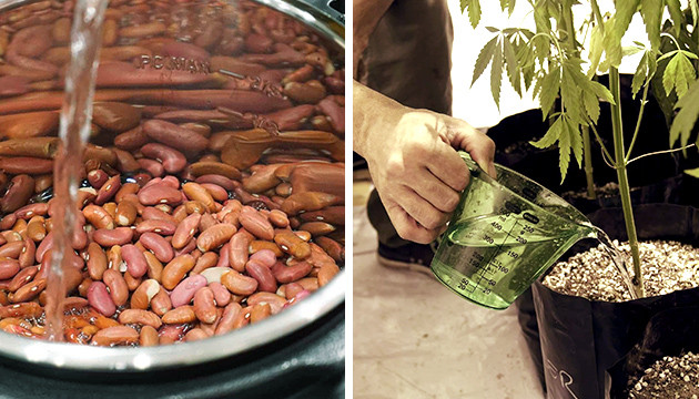 Рецепт смеси для стимуляции корнеобразования Приготовление смеси из фасоли