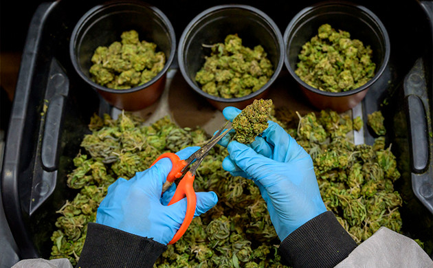 Лотки для сбора урожая Тара для обрезки шишек конопли