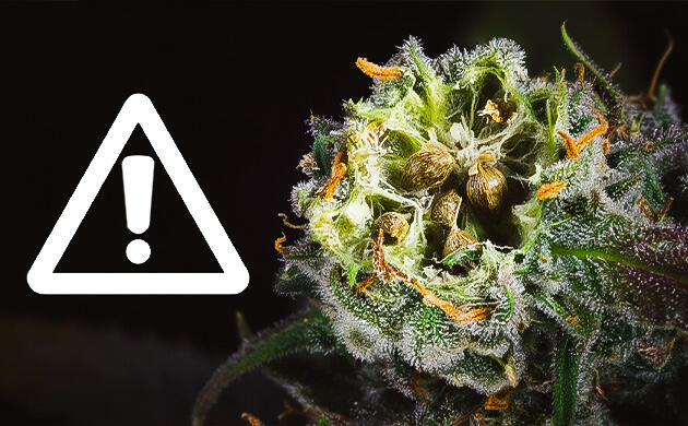 Опыленные шишки с семенами