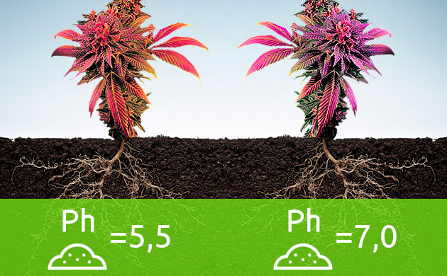 Влияние кислотности почвы на окрас конопли Смена цвета каннабиса в зависимости от кислотности грунта