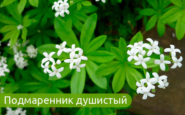 Подмаренник душистый: идеальный почвопокровник Подмаренник: аромат сена и ванили