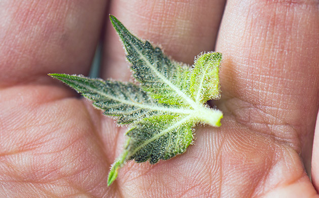 Использование сахарных листьев Листья с соцветий конопли