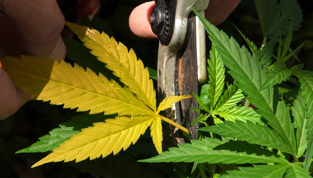 Маникюринг конопли Желтый лист марихуаны