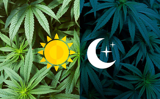 Часы конопли Ритмы марихуаны