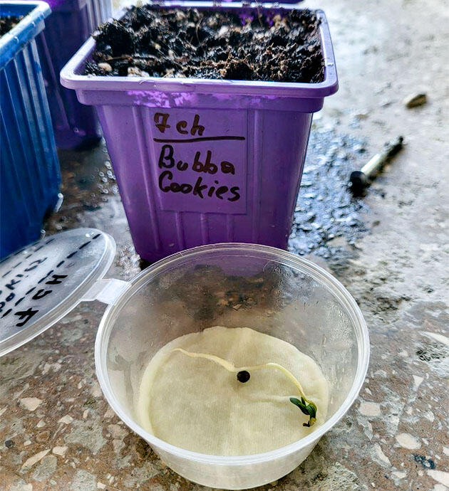 Проращивание марихуаны Корешок сорта Bubba Cookies Auto