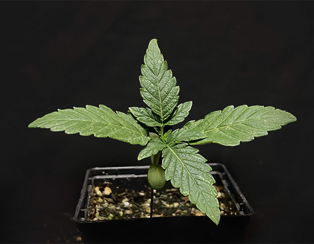 Amnesia Zkittlez Auto: Старт выращивания Amnesia Zkittlez Auto: Динамичный рост с первых дней