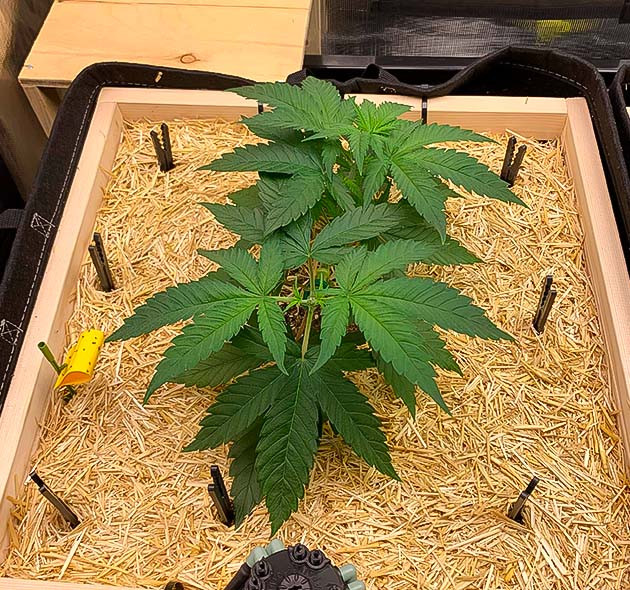 Тренировки марихуаны Куст Gorilla Glue #4 от Blimburn Seeds на стадии вегетации