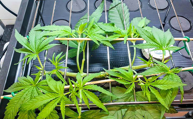 Установка сетки для контроля роста куста Закрепление побегов над металлической сеткой