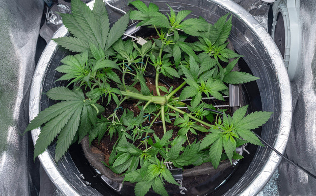 Использование техники LST на 5 неделе выращивания Рост конопли сорта Delicious Candy Early Version fem в гроубоксе