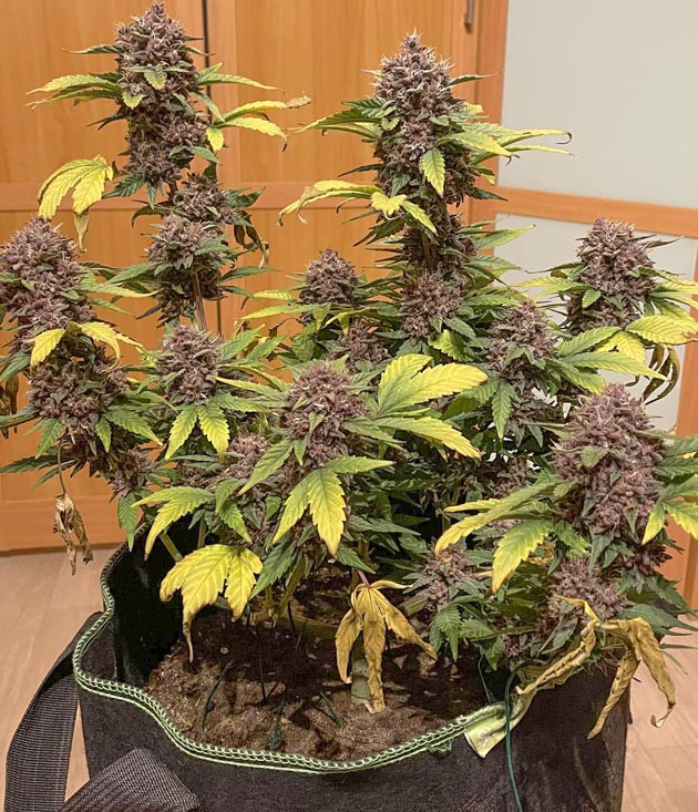 Завершающие этапы цветения конопли Каннабис в цветении