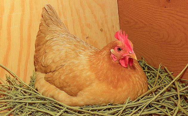 Стебли конопли для использования в качестве подстилки для животных Конопляная подстилка для животных