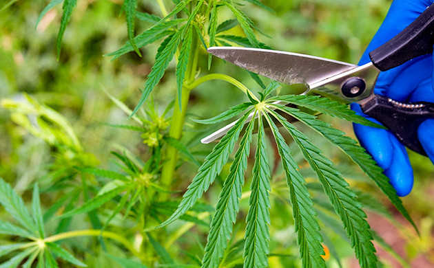 Профилактика плесени на сативе Маникюр и обдув шишек сативы