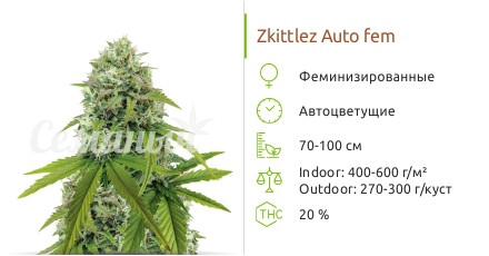 Сорт марихуаны Zkittlez Auto Zkittlez Auto от сидбанка Семяныч