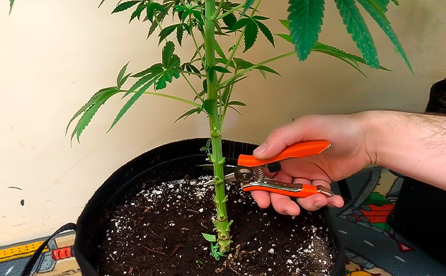 Удаление листьев и побегов Инструкция тренировки в технике лоллипоппинг, шаг 2