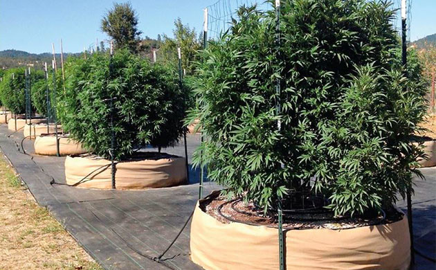 Выращивание конопли в аутдоре Большие горшки для конопли в открытом грунте