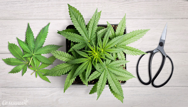 Дефолиация конопли