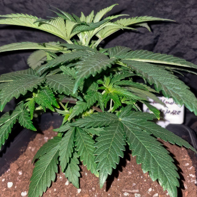 Переключение светового режима конопли 4 неделя выращивания марихуаны