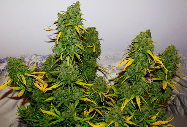 Харвест на 11 неделе от посадки Крупные бутоны с желтыми листочками