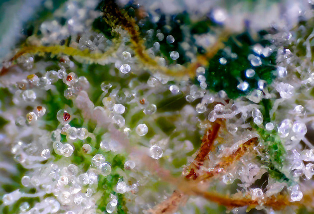 Куст Strawberry Amnesia на 13 неделе