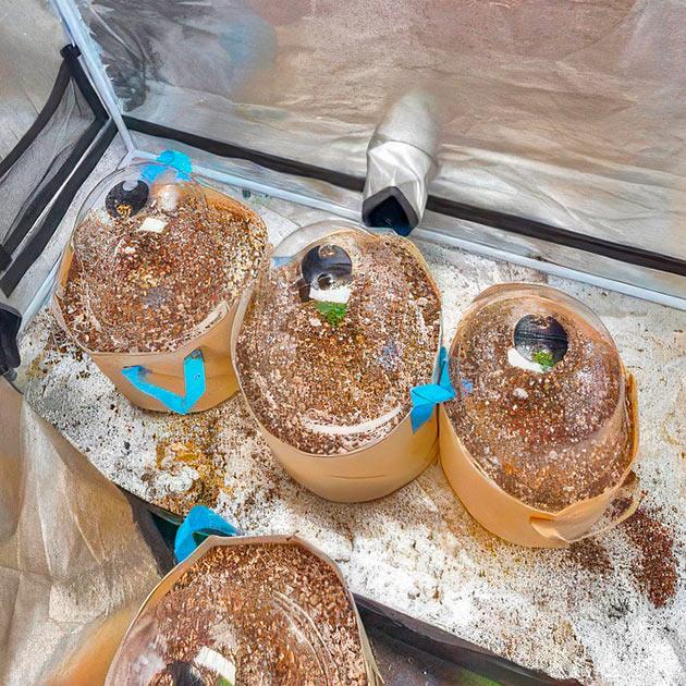 Проращивание сорта White Wedding RBX