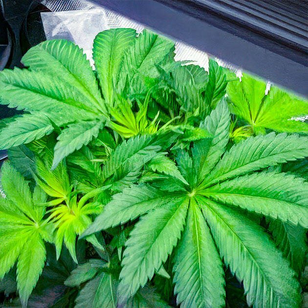 Куст Sticky Sherbert GG от Seedkeepers на 5 неделе