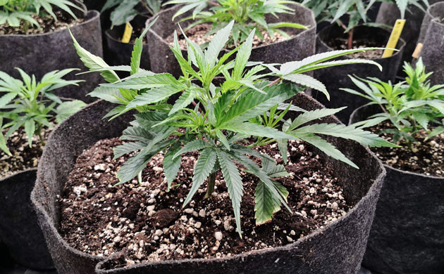 Обрезка верхушки куста Клон конопли на 6 неделе