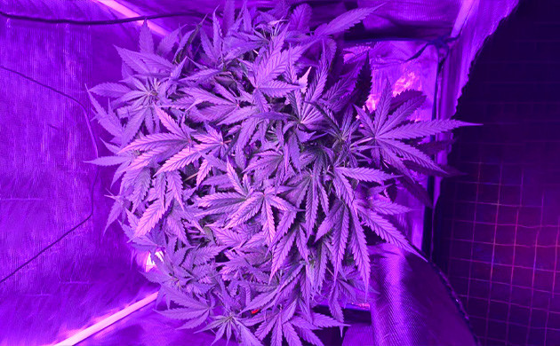 Переход к цветению на 6 неделе Установка боковых ламп