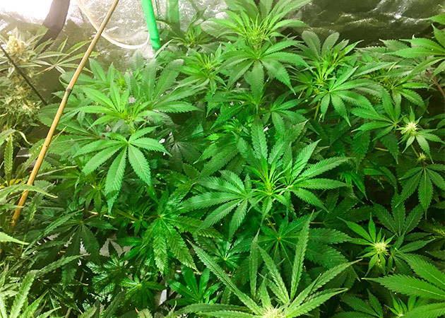 Shiskaberry в условиях нехватки света Начало цветения Shiskaberry