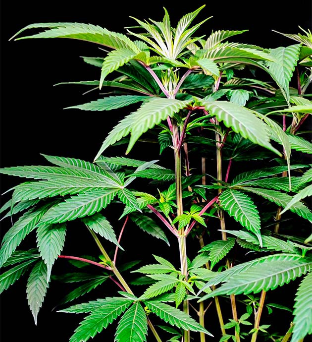 Стимуляция цветения куста Sweet Cherry Pie