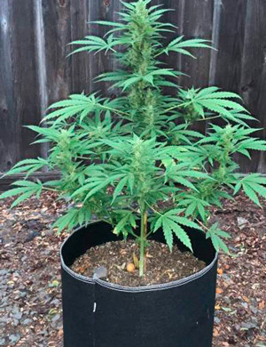 Падение температуры в аутдоре Формирование шишек на 8 неделе