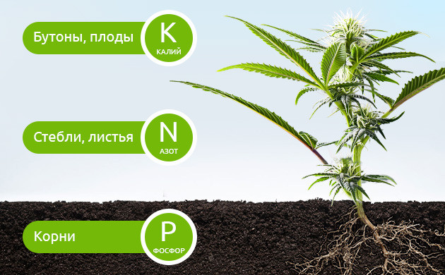 Роли макроэлементов в развитии куста конопли
