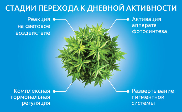 Процесс перехода каннабиса к дневной активности Ключевые стадии подготовки конопли к фотосинтезу